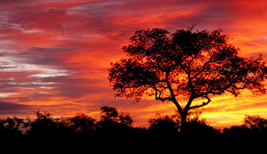 The Ultimate African Hunting Experience